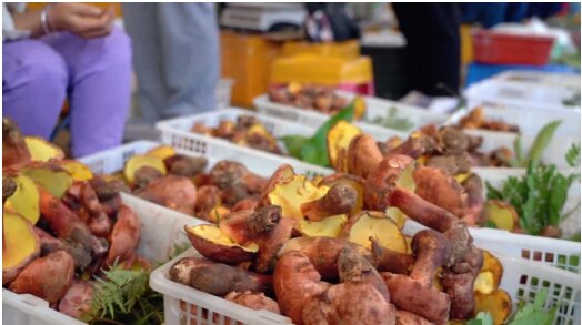 日销超500吨 云南最大野生菌市场迎交易高峰